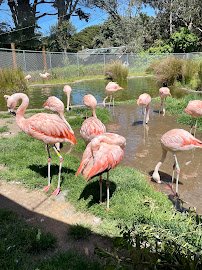 Flamingo Pond