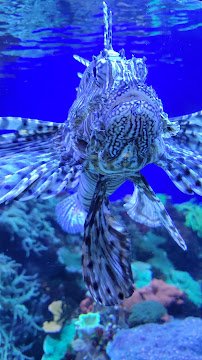 Colorado Ocean Journey photo 3