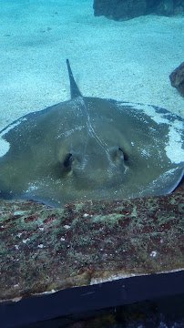 Colorado Ocean Journey photo 4