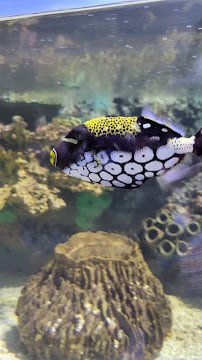 Colorado Ocean Journey photo 5