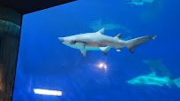 Colorado Ocean Journey photo 6