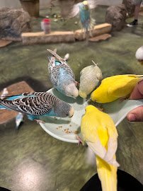 Blue Zoo Aquarium Des Moines photo 6