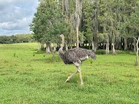 Safari Wilderness photo 3