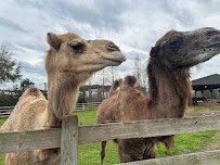 Safari Wilderness photo 4