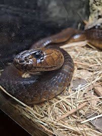 The Reptile Discovery Center photo 4