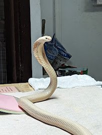 The Reptile Discovery Center photo 5