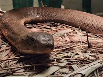 The Reptile Discovery Center photo 6