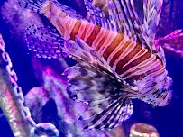 SEA LIFE Aquarium photo 4