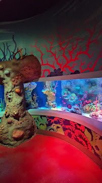 SEA LIFE Florida Aquarium at LEGOLAND® Florida Resort photo 2