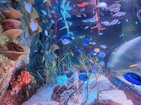 SEA LIFE Florida Aquarium at LEGOLAND® Florida Resort photo 3