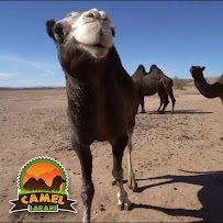 Camel Safari Las Vegas photo 2