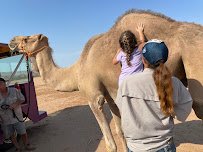 Camel Safari Las Vegas photo 3