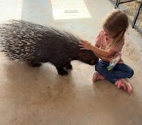 Camel Safari Las Vegas photo 4