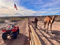 Camel Safari Las Vegas photo 5