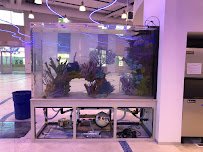 Limited Edition Corals Aquariums photo 4