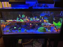 Limited Edition Corals Aquariums photo 5