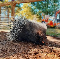 Parkton Animal Oasis photo 2