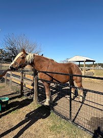 Parkton Animal Oasis photo 4