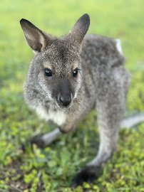 Parkton Animal Oasis photo 5