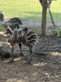 Parkton Animal Oasis photo 6