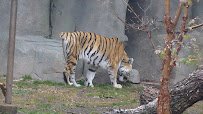 Big Cats photo 2