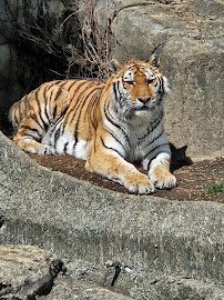 Big Cats photo 3