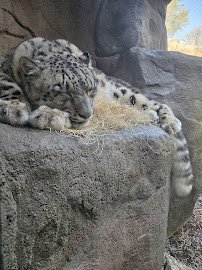 Big Cats photo 4