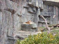 Big Cats photo 5