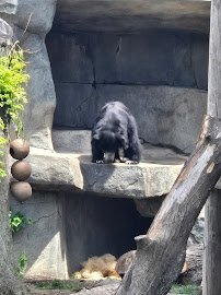 Big Cats photo 6