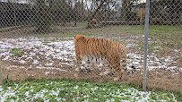 Carolina Tiger Rescue photo 2
