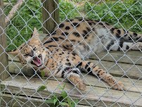 Carolina Tiger Rescue photo 4
