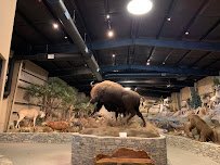 Action Wildlife Foundation photo 3