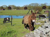 Action Wildlife Foundation photo 5