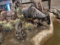 Action Wildlife Foundation photo 6
