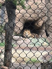 Reid Park Zoo photo 3