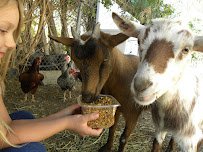 Itty Bitty Mobile Petting Zoo photo 2