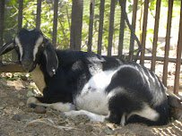 Itty Bitty Mobile Petting Zoo photo 3