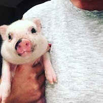 Itty Bitty Mobile Petting Zoo photo 4