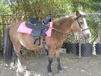 Itty Bitty Mobile Petting Zoo photo 5