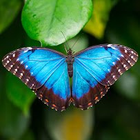 Cambridge Butterfly Conservatory
