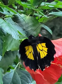 Cambridge Butterfly Conservatory photo 4