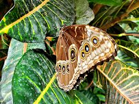 Cambridge Butterfly Conservatory photo 5