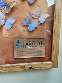 Cambridge Butterfly Conservatory photo 6