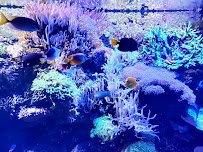 chattanooga aquarium