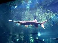 chattanooga aquarium