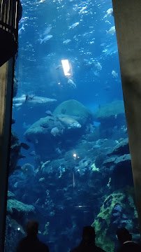 chattanooga aquarium photo 2