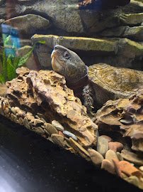 chattanooga aquarium photo 4