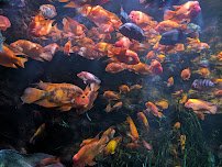 chattanooga aquarium photo 5