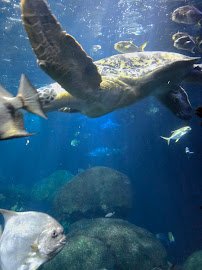 chattanooga aquarium photo 6