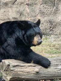 Rowan Wildlife Adventures photo 6